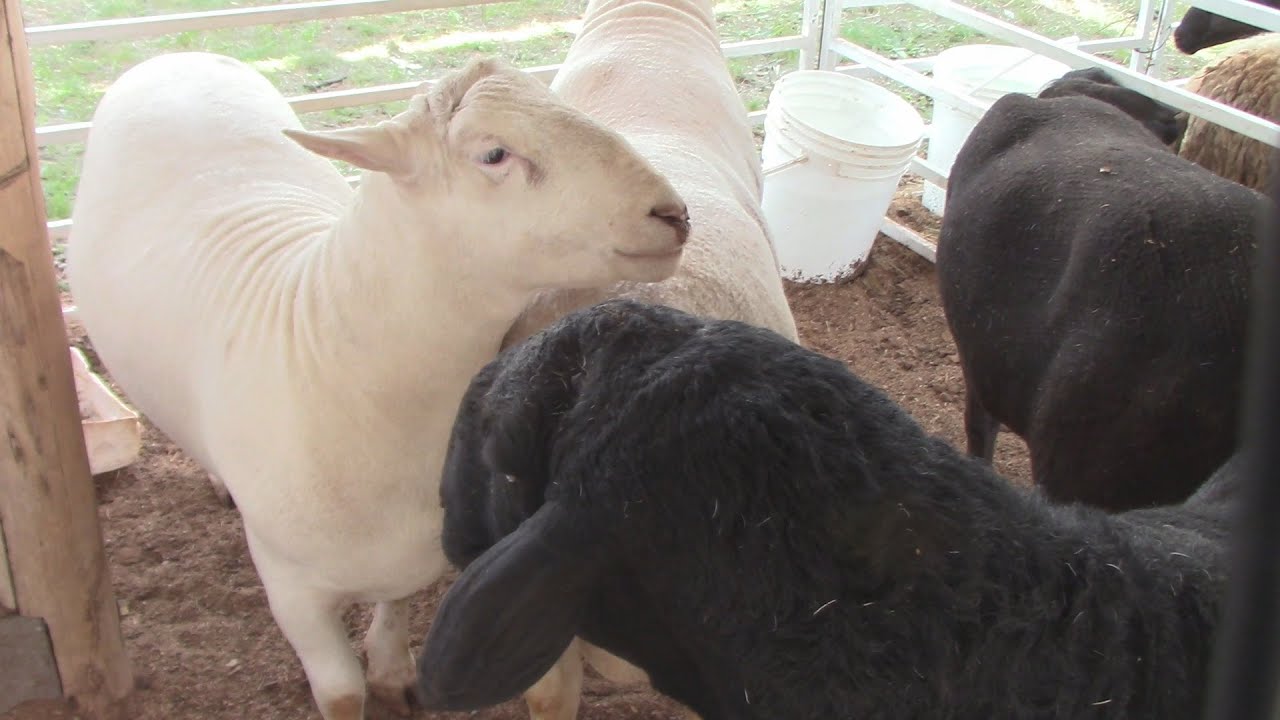 Ovejas sin lana Raza Santa Inés y Dorper - Feria Ganadera en Fachinal Misiones Argentina.
