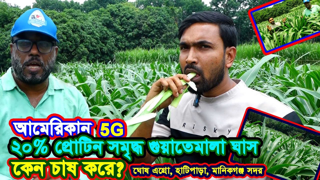 গুয়াতেমালা ঘাস চাষে গরুর খামারির ভাগ্য বদল | ক্যালসিয়াম ও প্রোটিনে সমৃদ্ধ পশুখাদ্য
