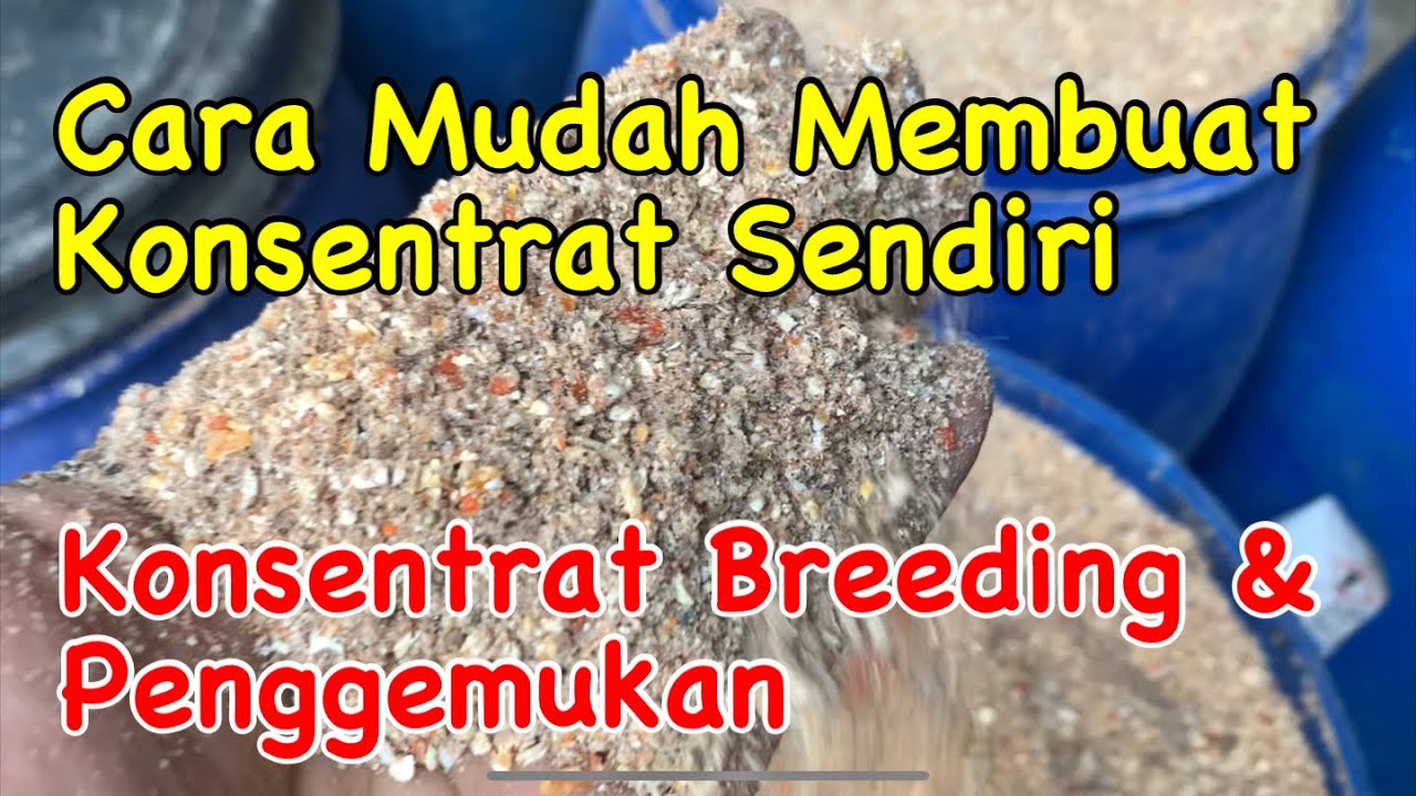 CARA MUDAH MEMBUAT KONSENTRAT PENGGEMUKAN DAN BREEDING SENDIRI