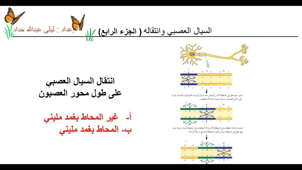 4- السيال العصبي وانتقاله جزء4 : انتقال السيال العصبي على طول محور العصبون، احياء توجيهي الاردن