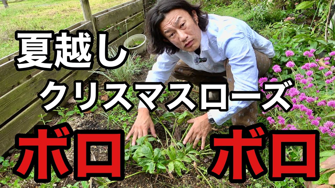 【クリスマスローズ】夏で葉がボロボロになった株は今すぐ掘り上げろ　【園芸超人カーメン君】