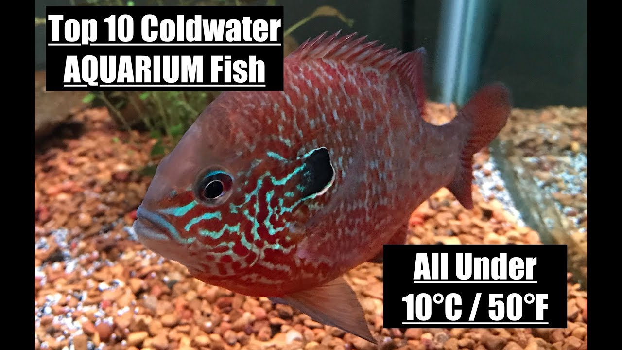 Top 10 COLDWATER fish