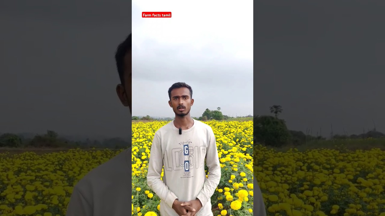 Extract Oil 🛢️ From Marigold Flowers 🌼🌼 #agriculture #farming #technology @Farm_Facts_farmer 🐄🌾🌱