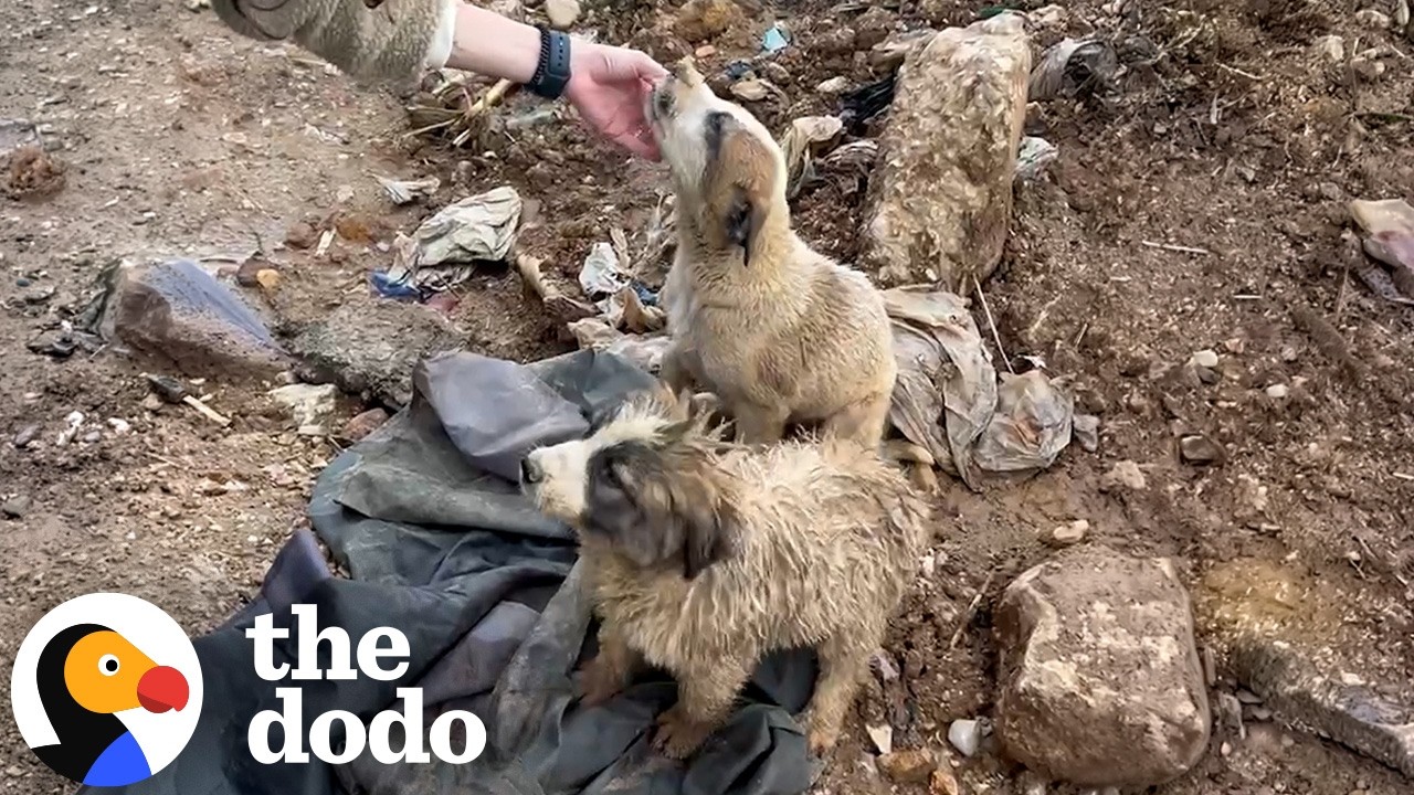 Щенки, спасенные со свалки, вдохновили на нечто гораздо большее | The Dodo