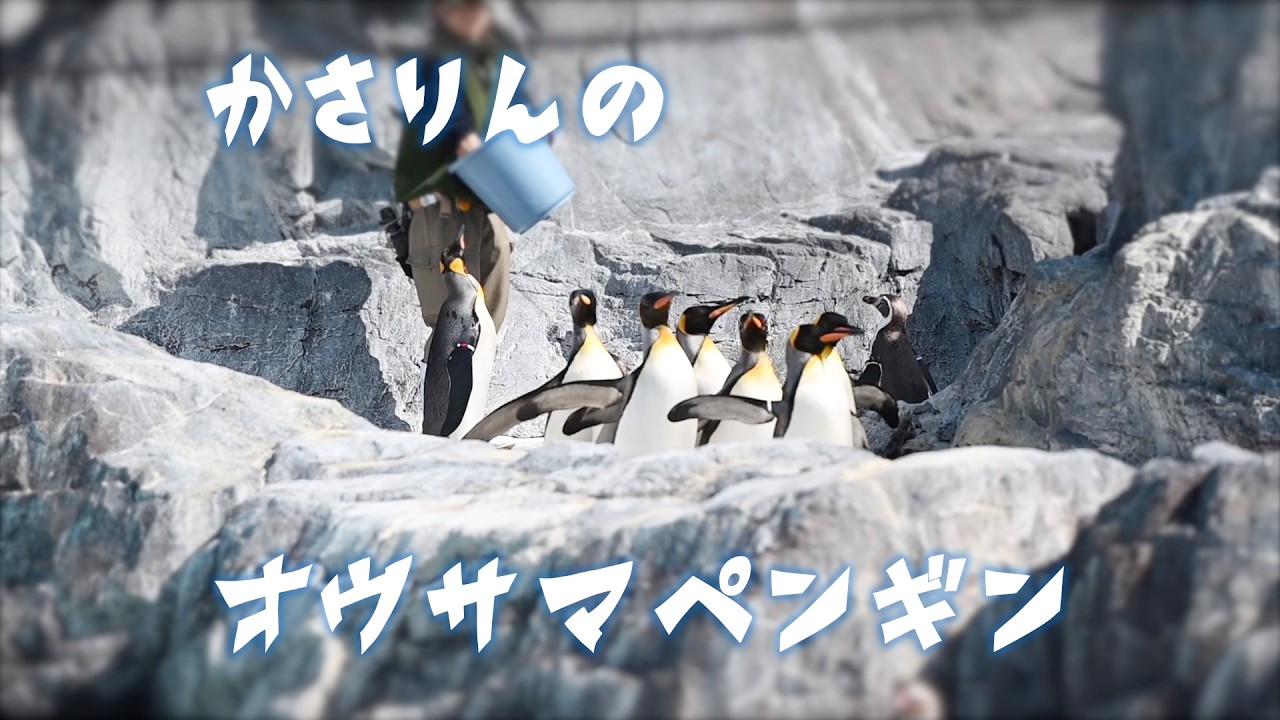 【葛西臨海水族園】オウサマペンギンを中心に撮りました。 King penguin