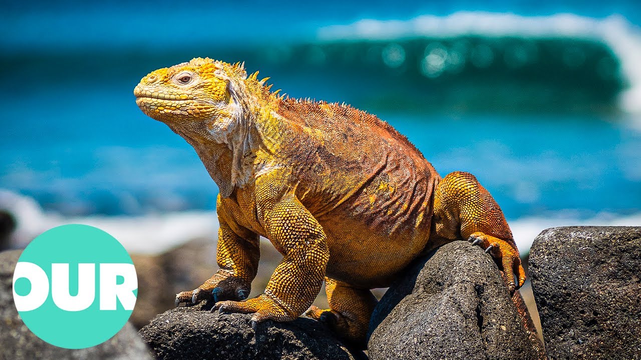 The Bizarre Wildlife of the Galapagos Islands | Our World