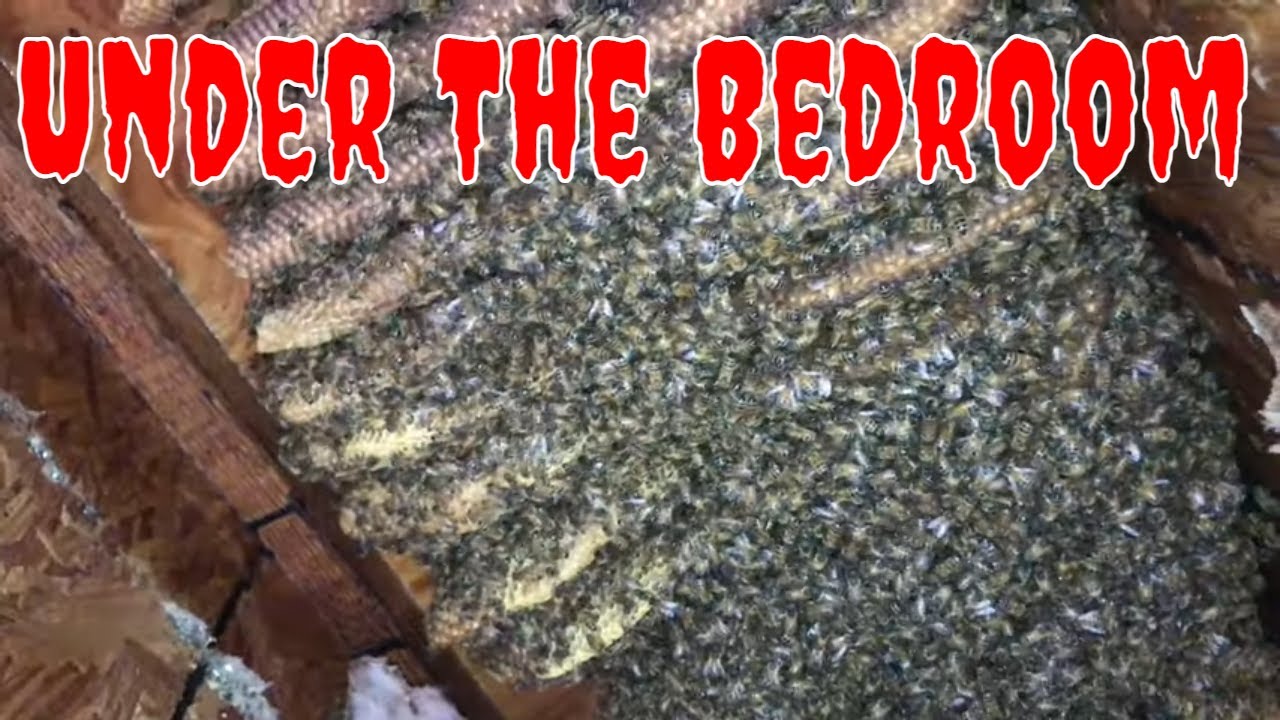 The Kill Bees - How Long Does It Take To Remove A Bee Hive?