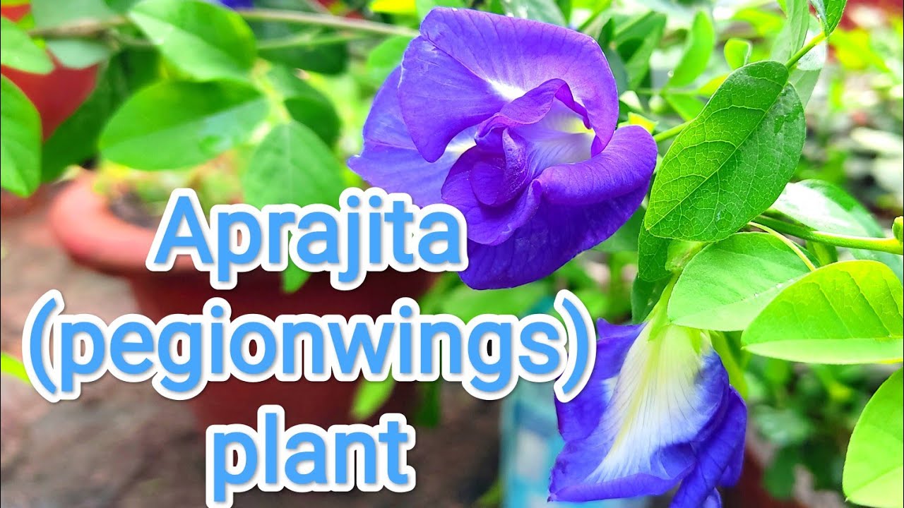 Aprajita /pegionwings / bluebellvine blue color flowering plant satisfying nature, beautiful flowers