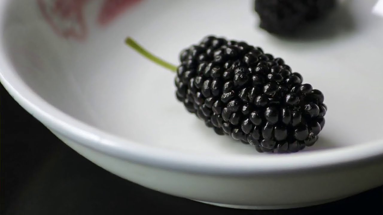 IL GELSO NANO RICCO DI GROSSE E LUNGHE MORE