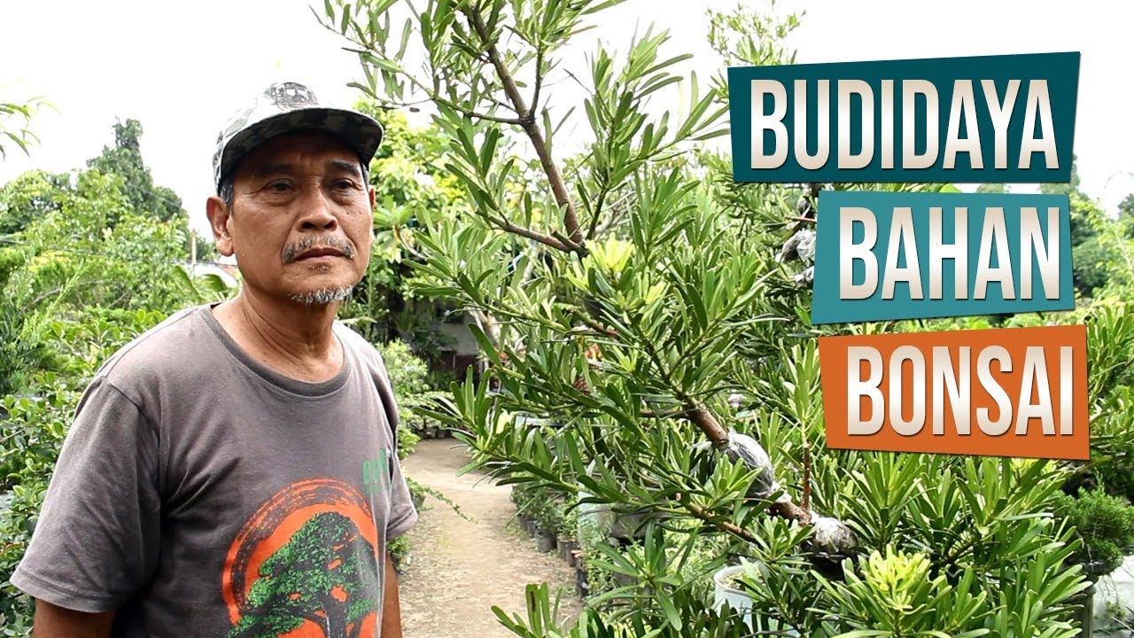 Budidaya Bahan Bonsai Bersama Pak Gandung Melati Aji Garden Sleman, Yogyakarta