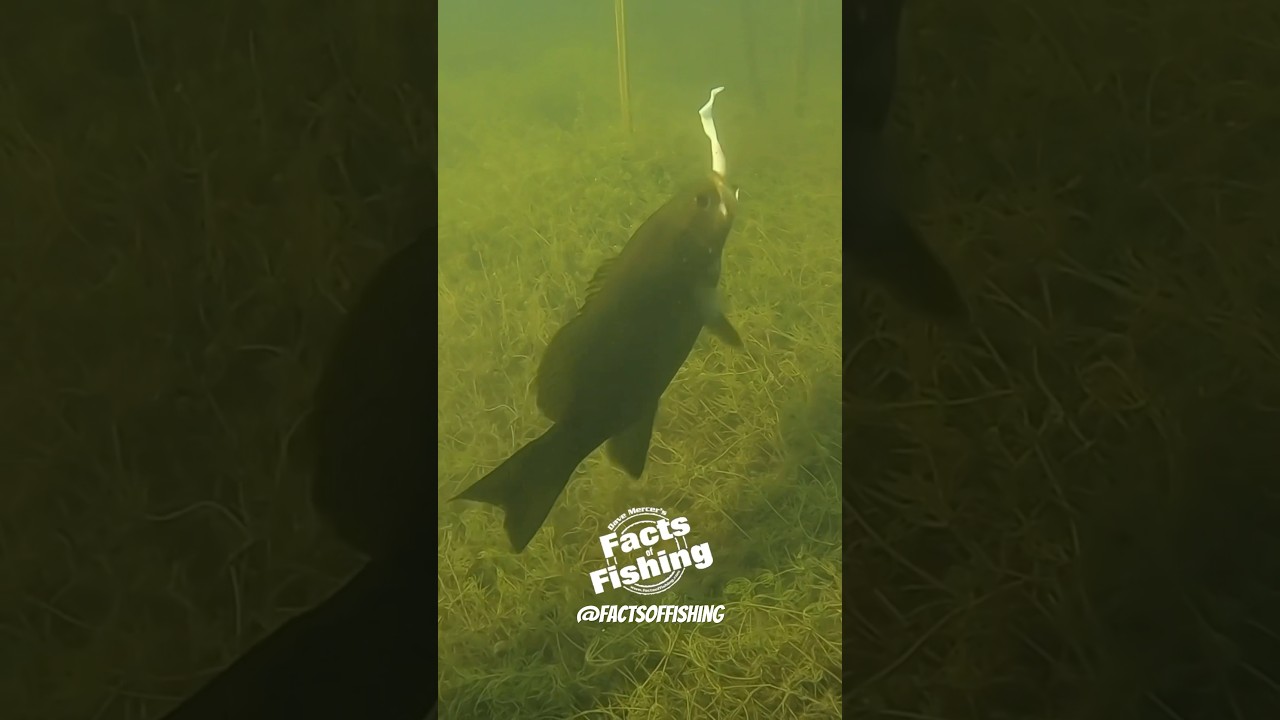 Smallmouth Bass Eats a Curly Tail Grub #shorts