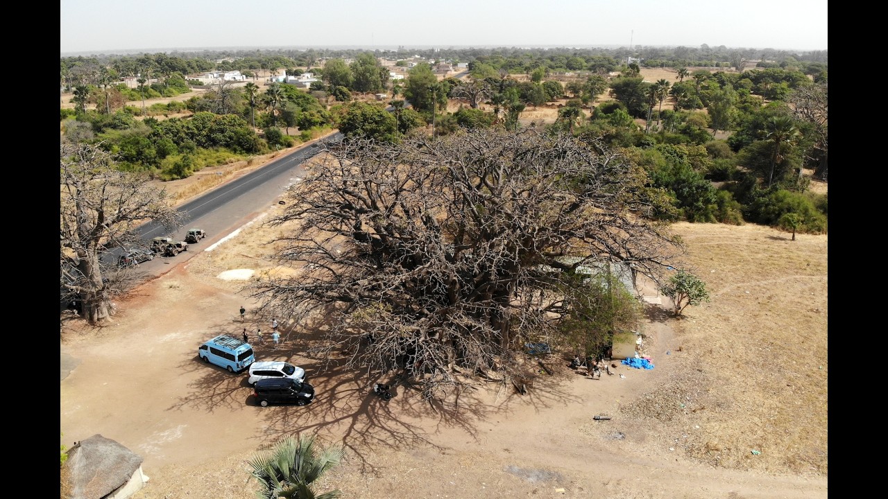 Le Plus Grand Baobab Sacré de Fadial Sénégal - Drone Footage
