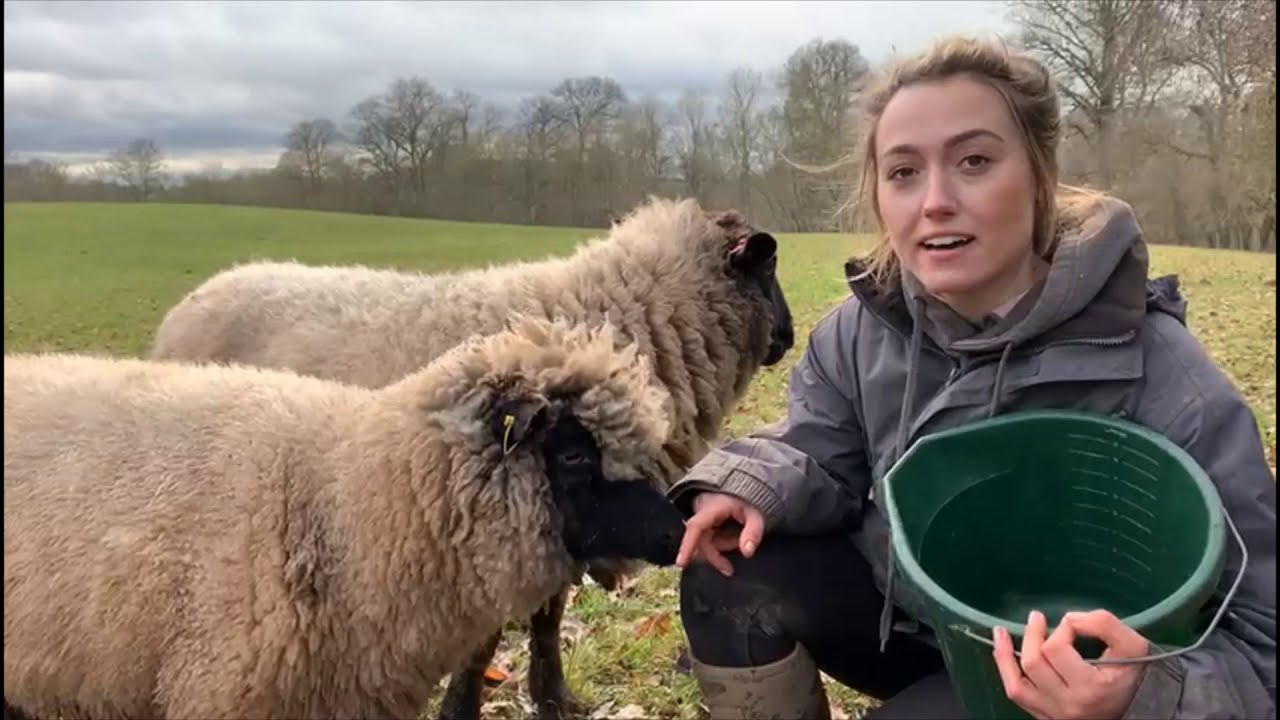 Winter Tour of Goodheart Farm Animal Sanctuary