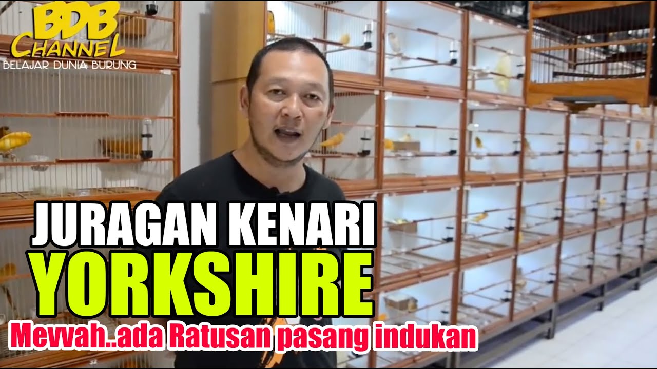 PETERNAK KENARI SULTAN DARI BOGOR, MEWAH..!! YORKSHIRE CANARY ada Ratusan Pasang di Penangkaranya
