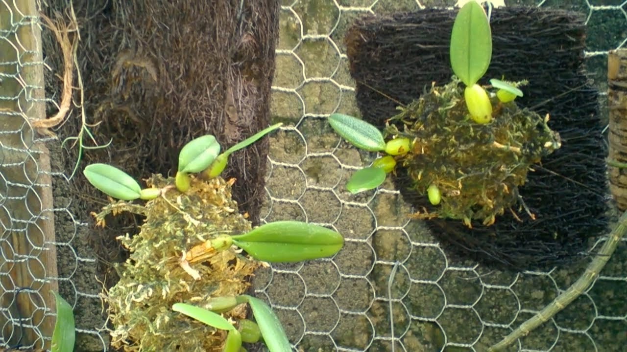 Орхидеи Бульбофиллумы на блоках в орхидариуме. #Bulbophyllums Orchids #Доминикана #орхидеи_на_блоках