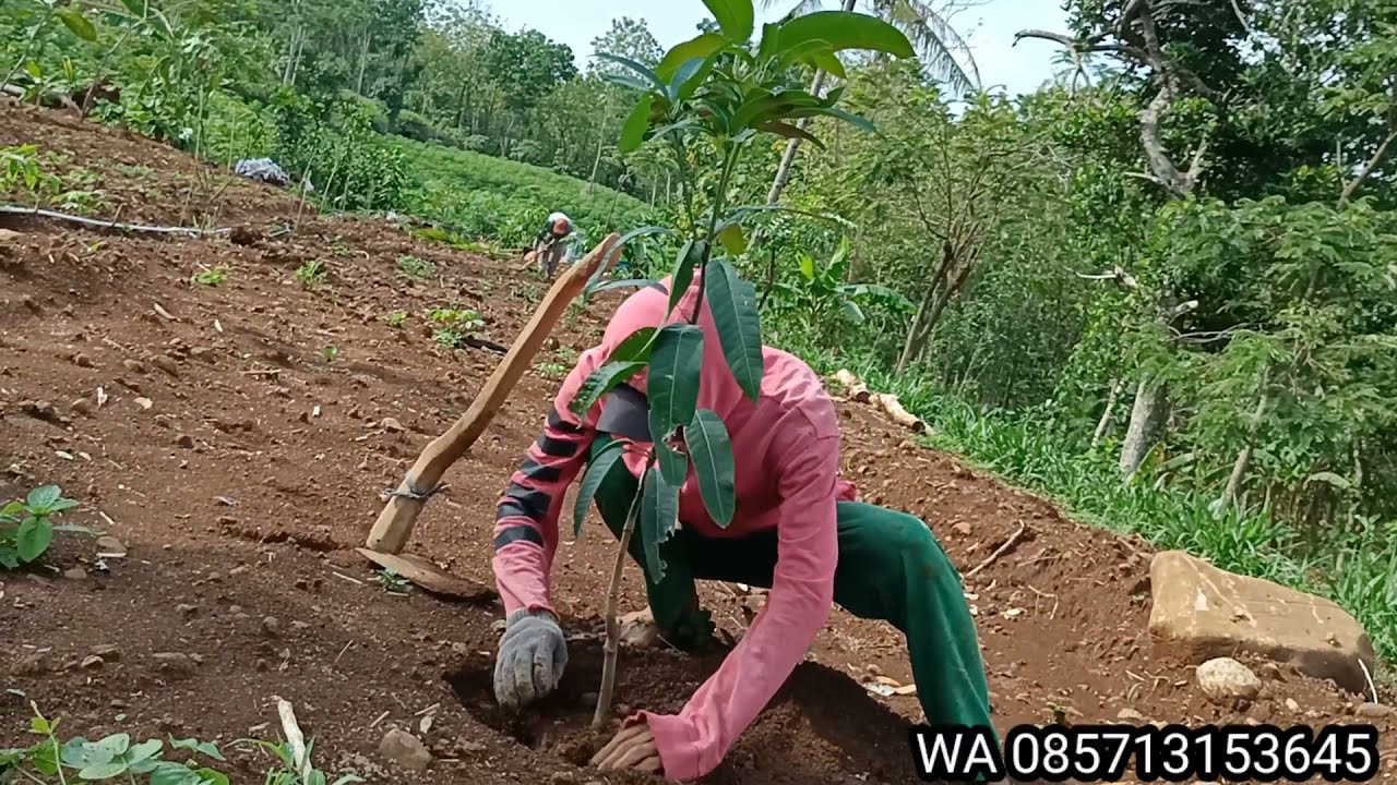 TANAM MANGGA KIOJAY PERMINTAAN PASAR SANGAT BANYAK