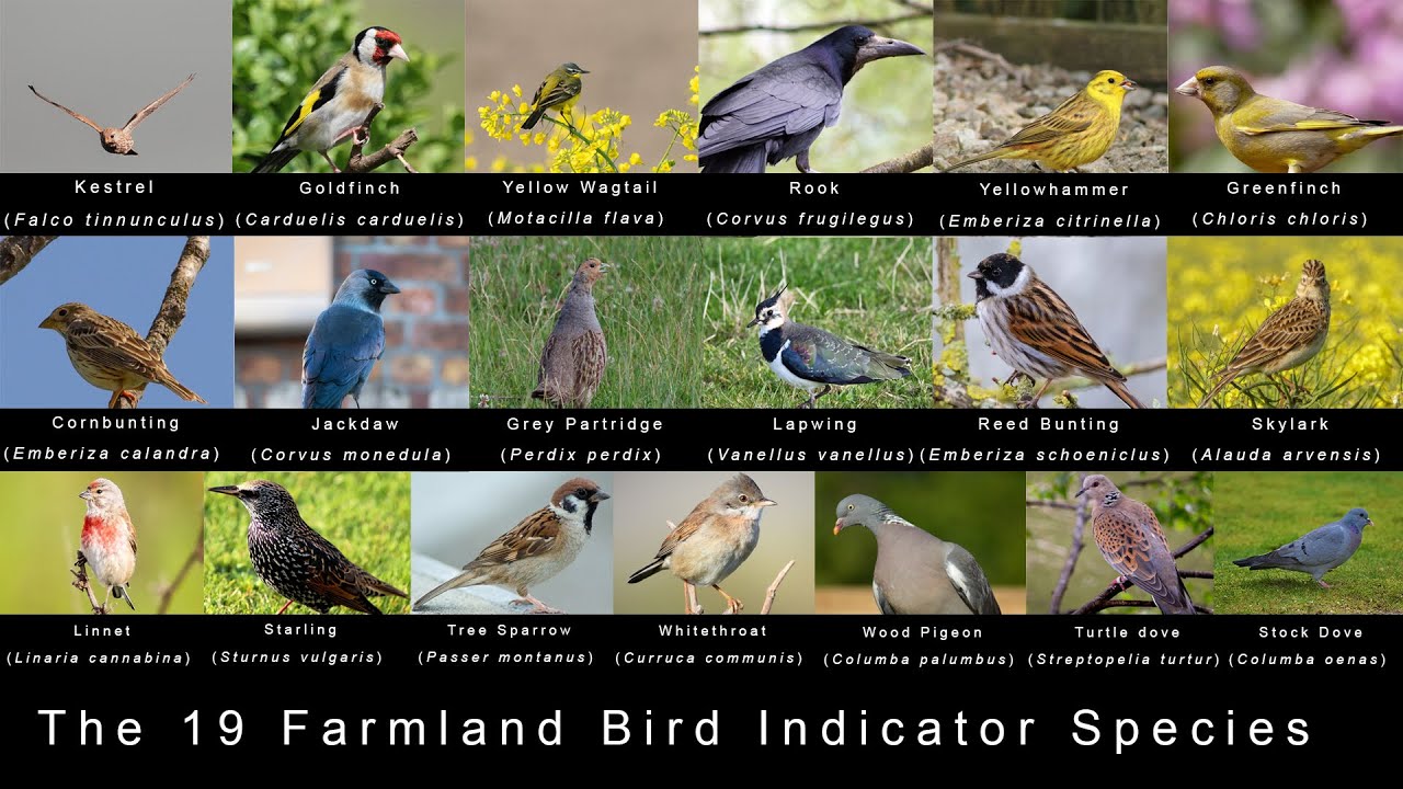 Saving Farmland Birds: Small changes that can boost survival chances!