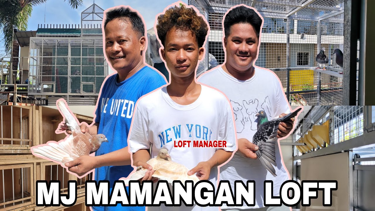 MJ MAMANGAN LOFT NG MASANTOL PAMPANGA | MARK SUNGA | REPAIRED AVIARY COLLAPSIBLE