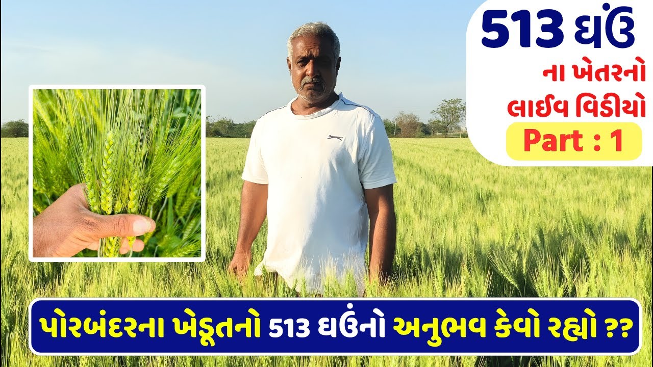 GW 513 ઘઉંનો ખેડૂતનો અનુભવ - Part : 1 | Fule Seeds | GW 513 Wheat Seeds | #wheat #seeds