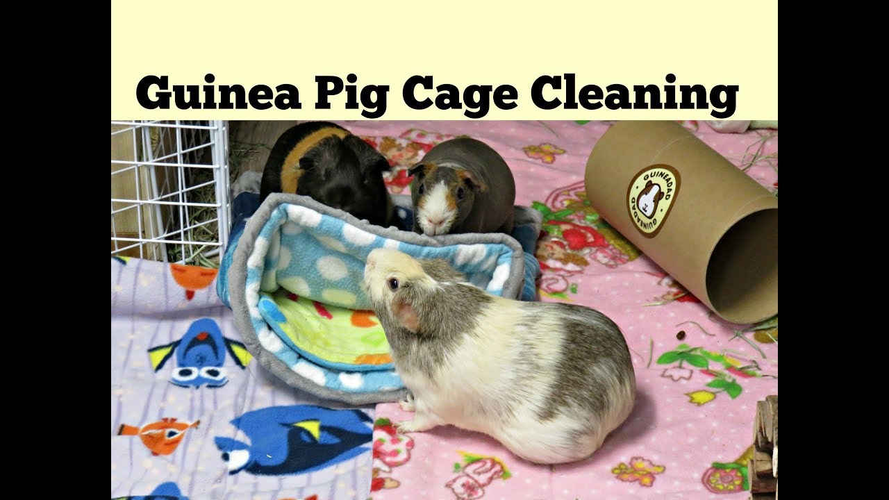 Cleaning 4 Guinea Pig Cages With Fleece