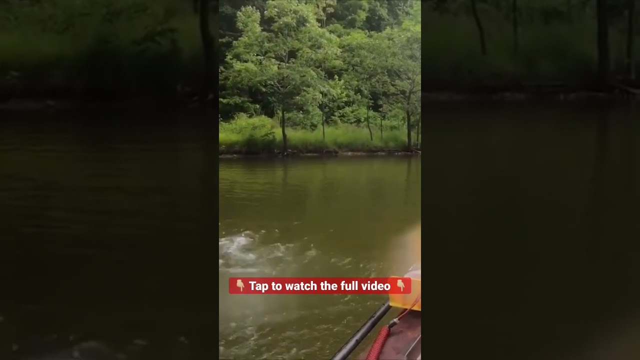 Nice carp on ultralight gear kayak fishing #shorts