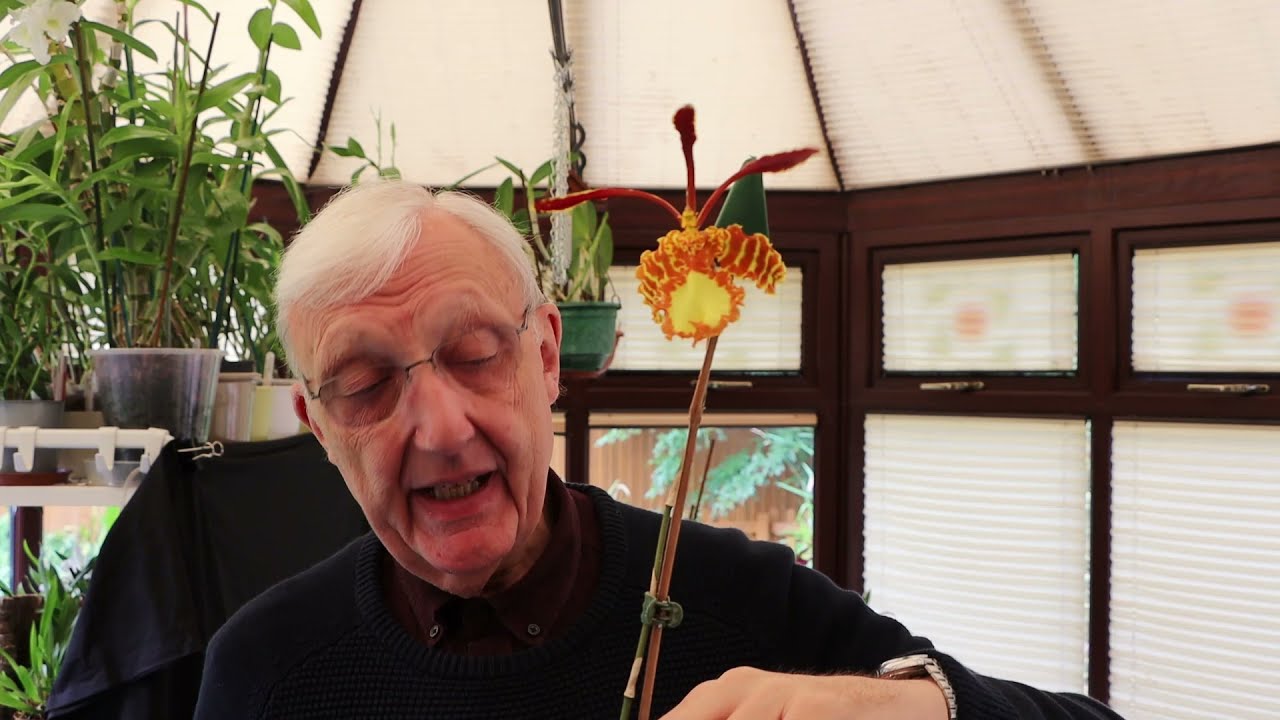 #CareCollab Psychopsis Mariposa