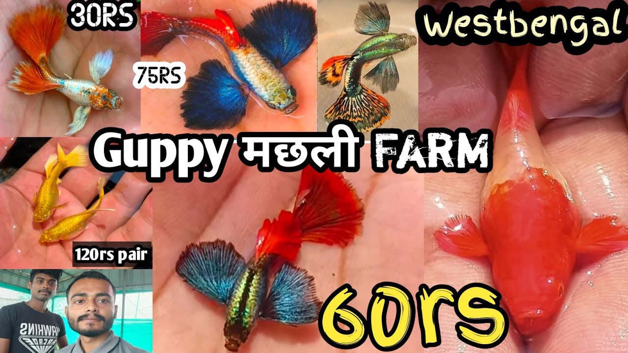 IMPORTED GUPPY FISH PRICE | Very low price Guppy fish Farm | Guppy fish price Galiff in Street