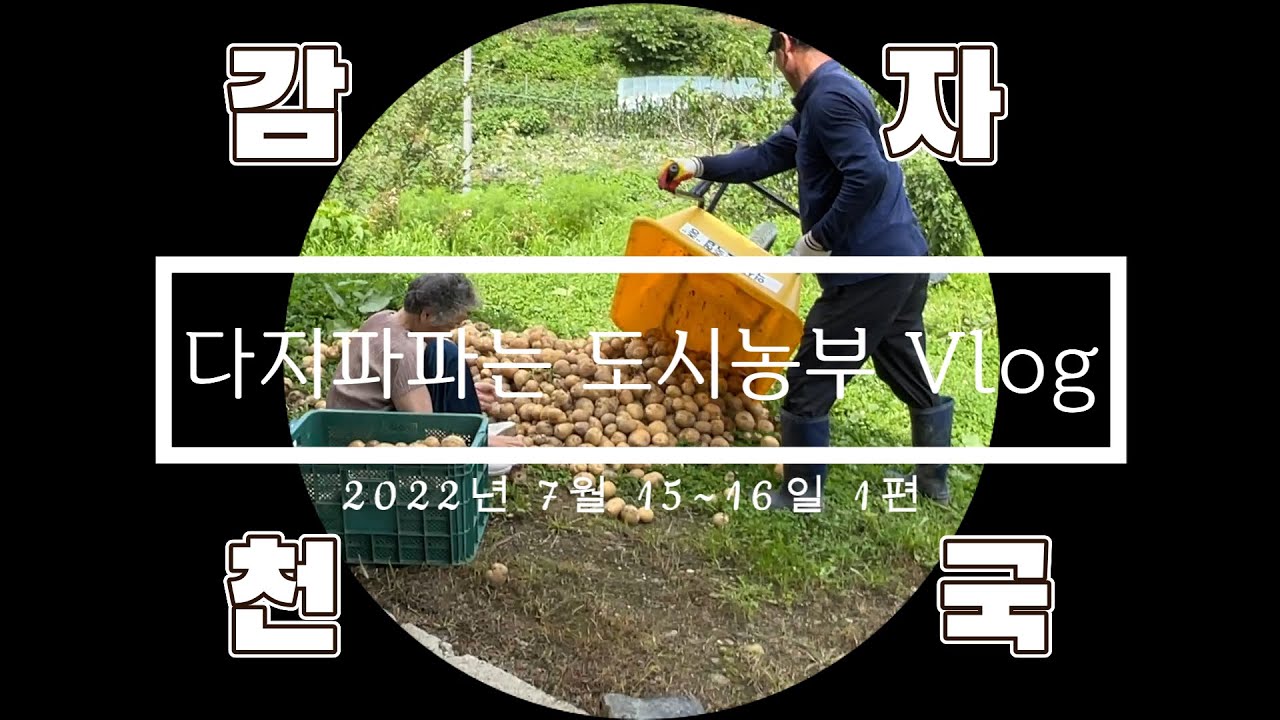 다지파파는 도시농부 Vlogㅣ감자수확ㅣ주말농장ㅣ브이로그ㅣ농부ㅣ