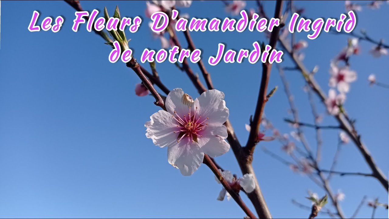 Les fleurs d'amandier 'Ingrid ' de notre jardins