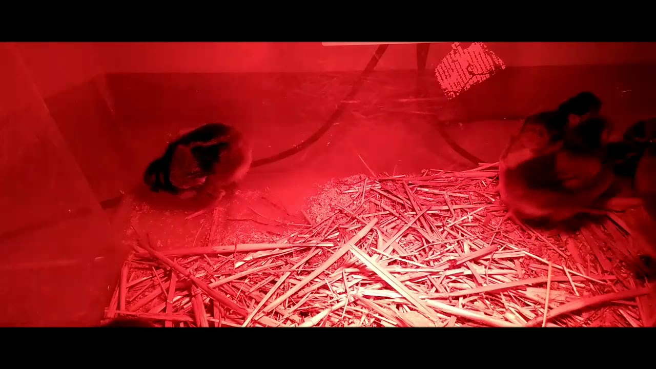 Kurczęta rasy Wyandotte