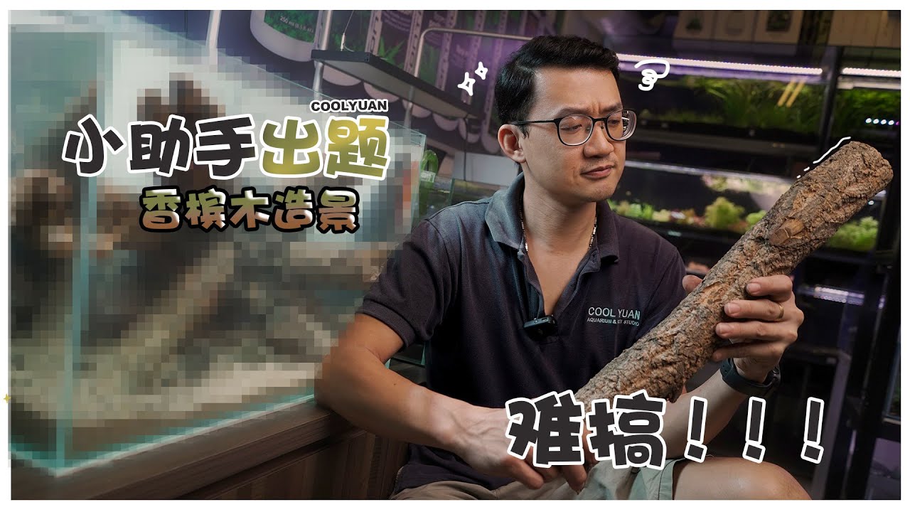小助手出题香槟木造景......难搞！！！