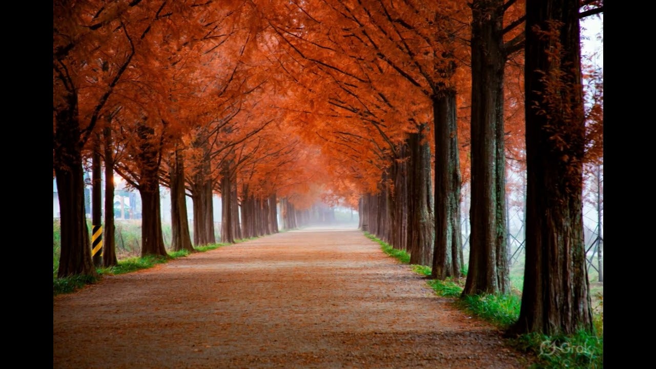 Calm Autumn Path with Falling Leaves | Peaceful Fall Nature Sounds