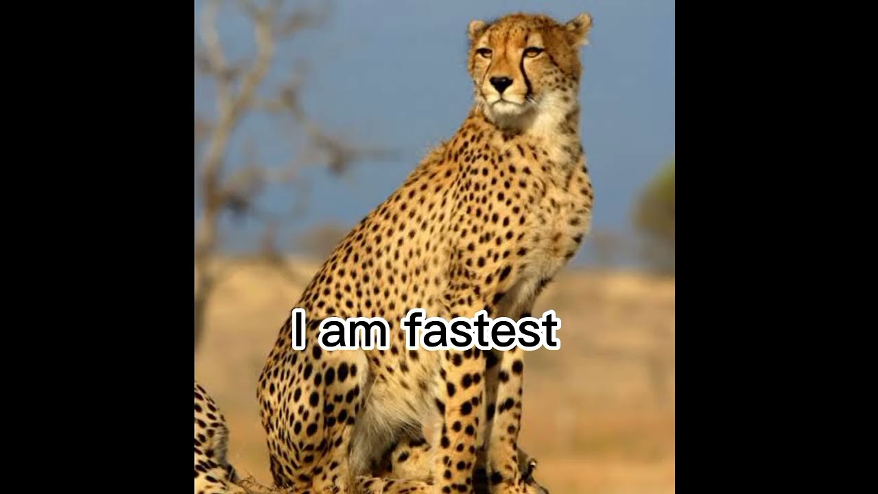 lion whatsapp status so i am king sigma rule