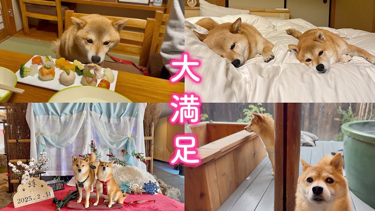超愛犬ファーストな高級旅館に泊まったら最高の思い出が出来ました！