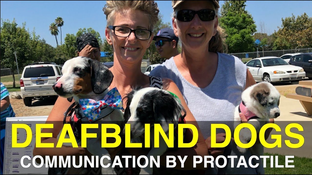 ProTactile - Communicate with DeafBlind Dogs
