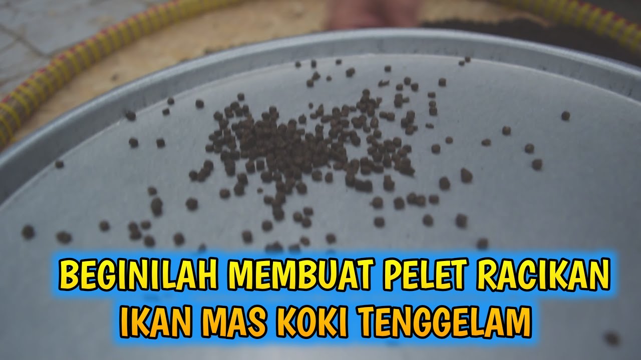 RESEP PAKAN RACIKAN UNTUK IKAN MAS KOKI / GOLDFISH PETANI TULUNGAGUNG