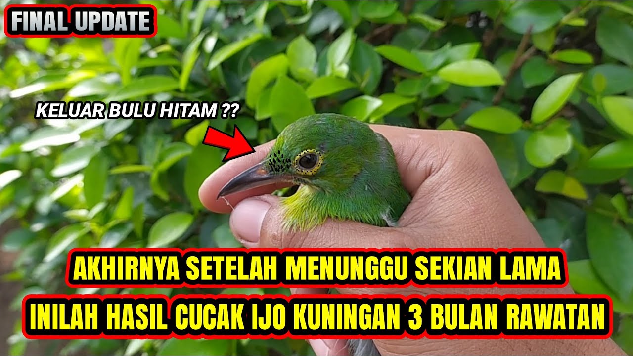 UPDATE TERAKHIR❗CUCAK IJO KUNINGAN SEMUA BULU BERUBAH TOTAL HASILNYA BIKIN KAGET❗