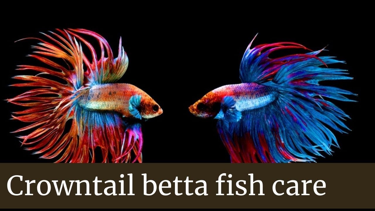 How to Care for a Crowntail Betta Fish || Crowntail betta fish care