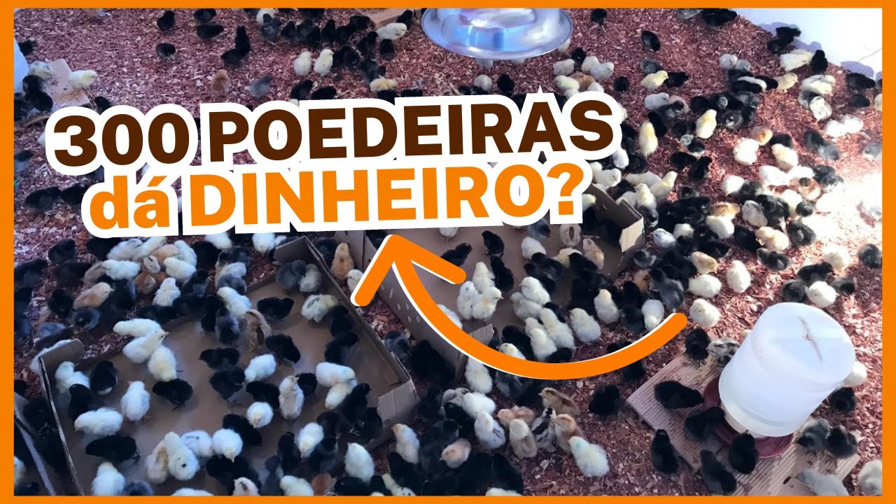 300 POEDEIRAS dão DINHEIRO? Qual o LUCRO com 300 galinhas poedeiras
