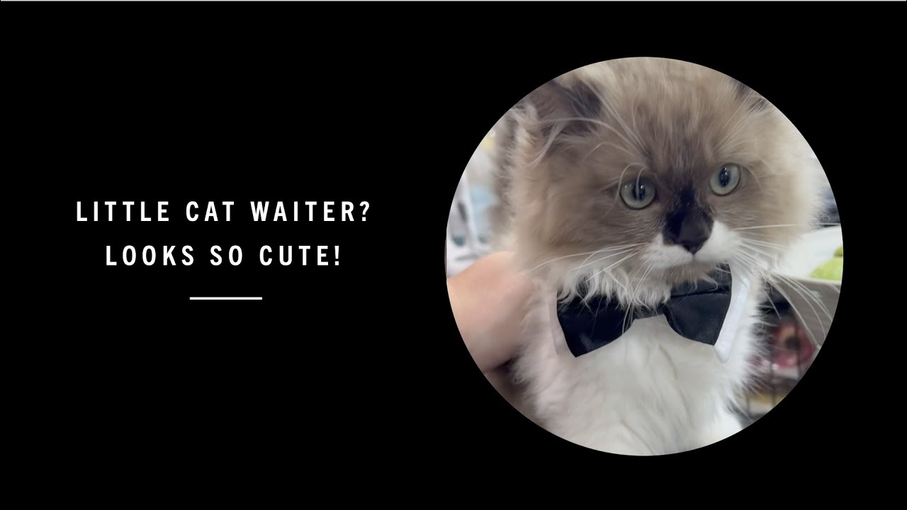 LITTLE CUTE CAT WAITER 🐈😍 