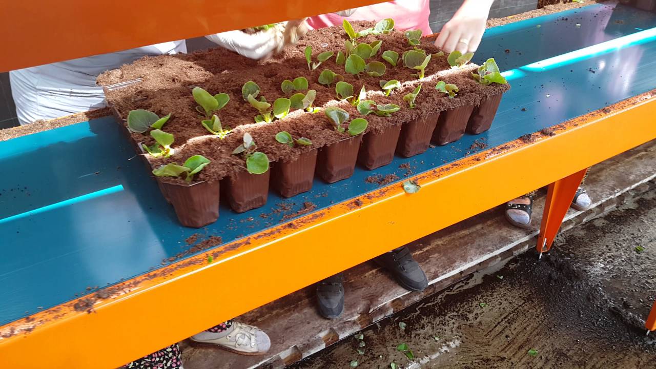 Dikim hatti (mikser, viyol doldurma, &ccedil;oklu viyol delici, dikim konveyoru, sulama)