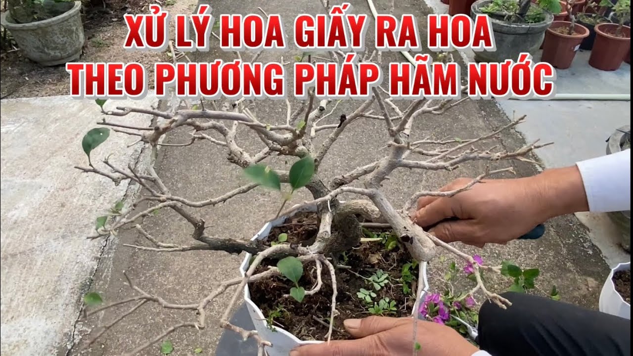01) Xử lý hoa giấy ra hoa theo phương pháp hãm nước 