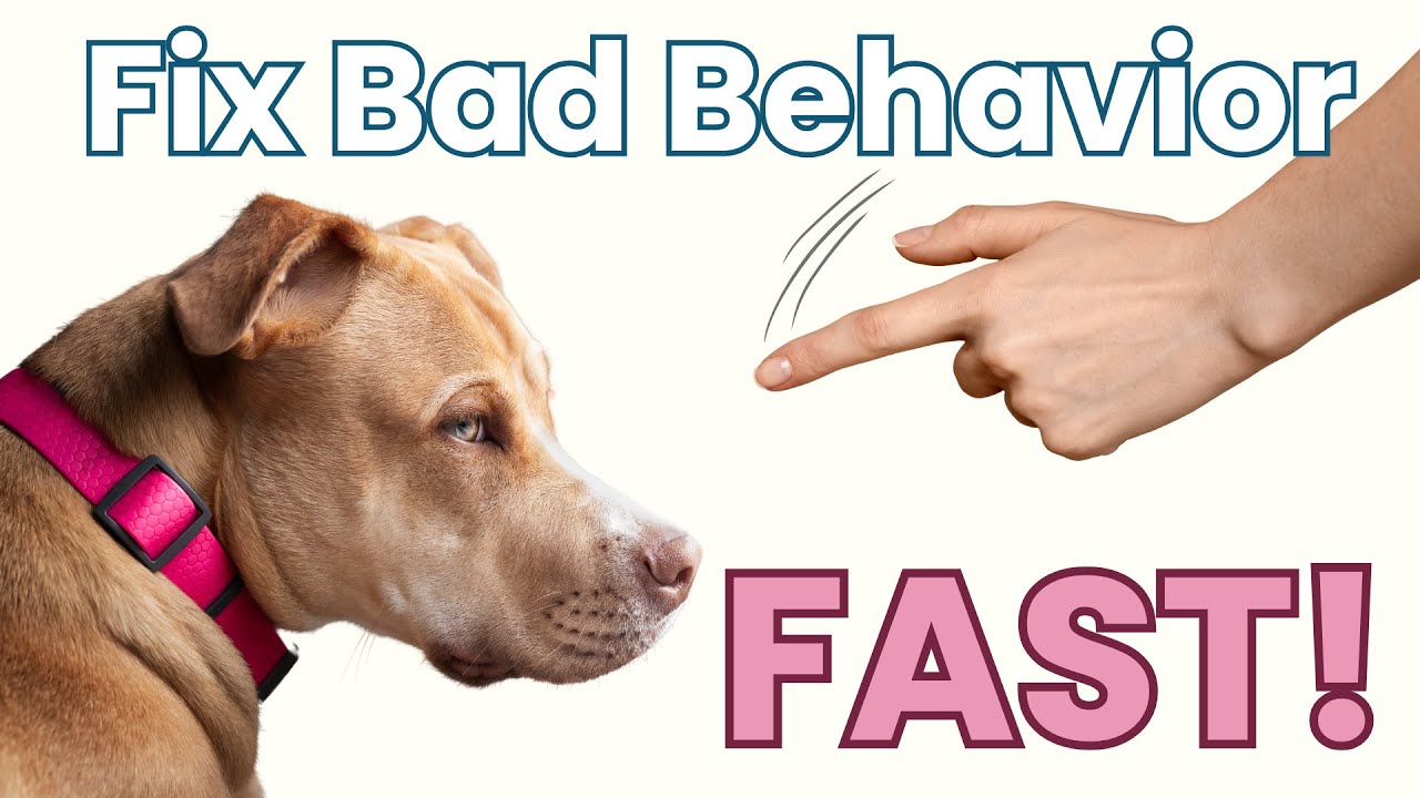 Empty Cup, Bad Behavior: Why Your Dog Misbehaves & How to Fix It!