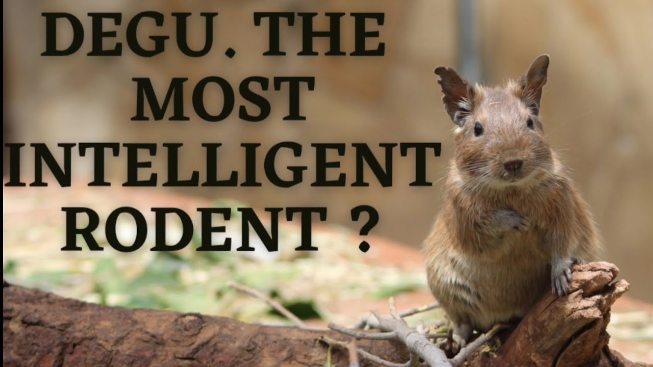 Are Degu the Most intelligent rodent in the world