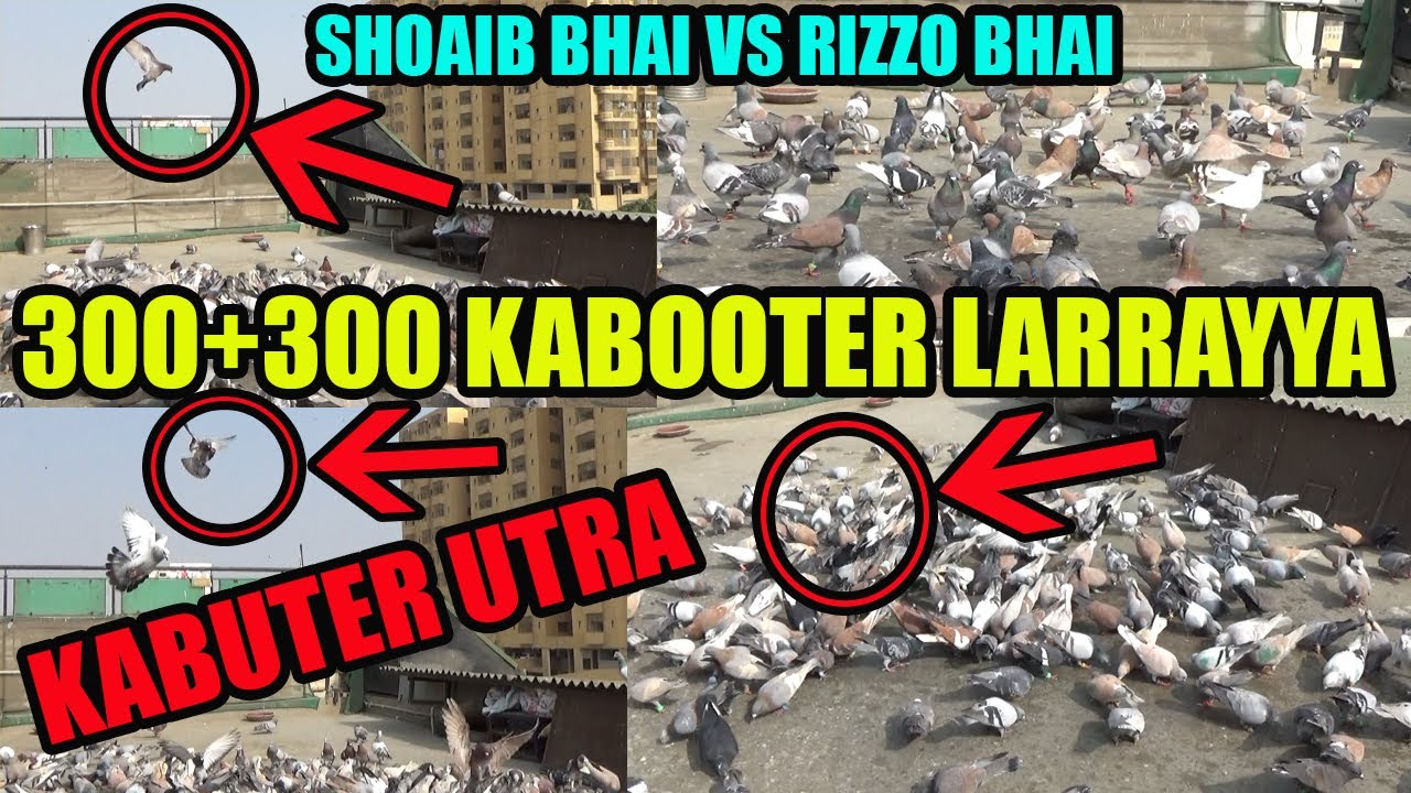 300+300 Kabooter Larrayya | Shoaib Qureshi VS Rizzo Bhai Tofani Tor Mara Try To Catch Pigeons Loft