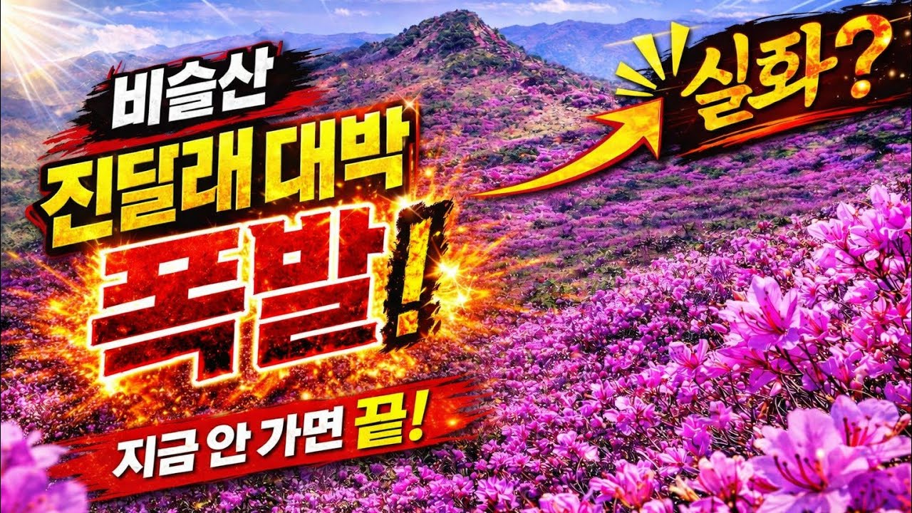 비슬산/참꽃군락지 