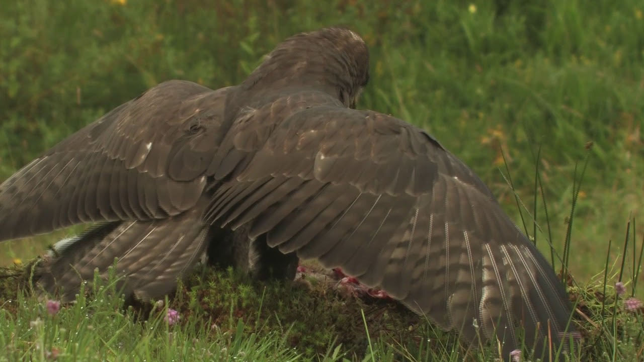 trailer De Mortelen Hart van het Groene woud