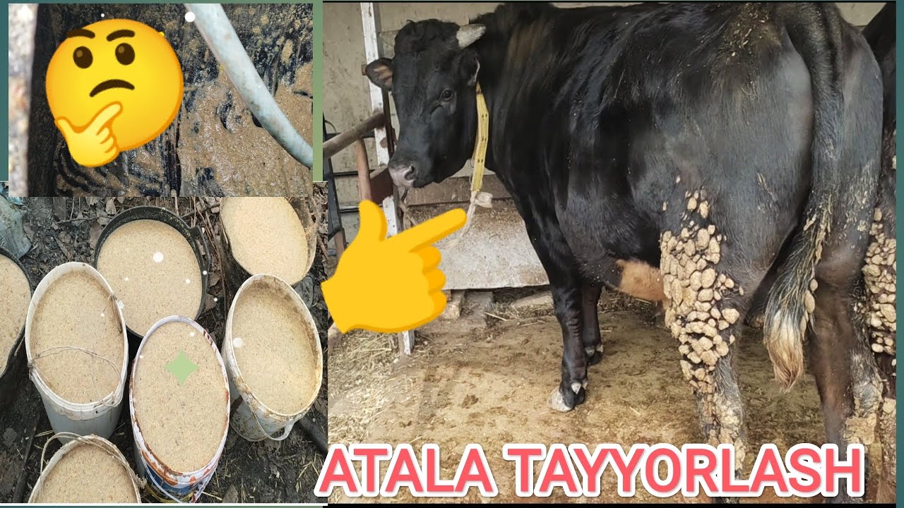 Obunachilar uchun ATALA TAYYORLASH JARAYONIMIZ.