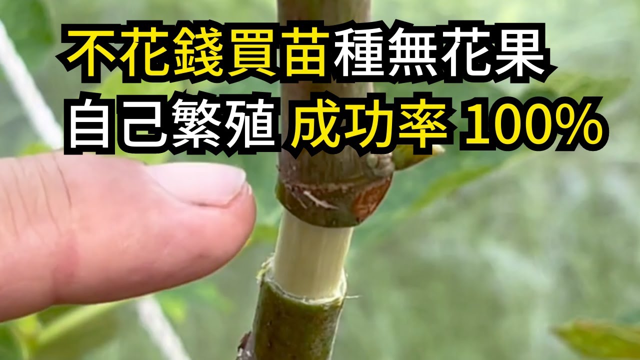 無花果高壓關鍵在於用對介質，不爛根，高壓和移植盆栽方法分享 | 阿星種植