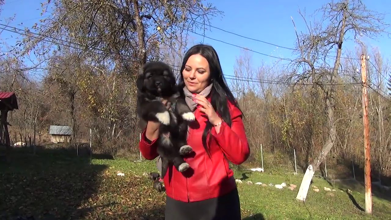 CATELUSI 6 SAPTAMANI RASA CIOBANESC CAUCAZIAN
